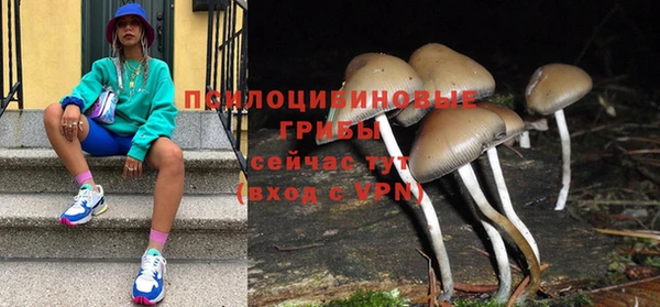 прущие грибы Аркадак